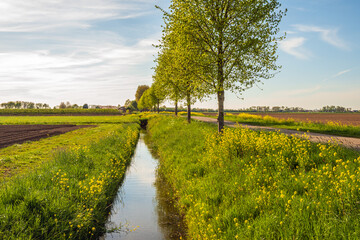 Dutch agricultural polder landscape with yellow blooming rapeseed along the ditch. The photo was taken on a slightly cloudy spring day.