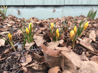 spring flowers in the garden