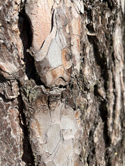 tree bark texture