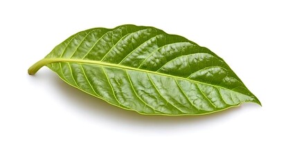 Obraz premium A Single Green Leaf with Visible Veins on a White Background