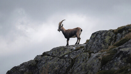 Majestic mountain goat standing alone on rugged cliff in natural habitat with cloudy sky background