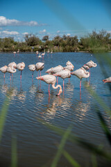 flamant rose en camargue © MaChaPhotoGraphie