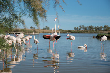flamant rose en camargue