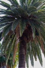 Low angle view of a tall palm tree with lush green fronds against the sky, evoking tropical...
