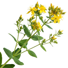 St s wort plant isolated on transparent background