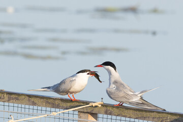 Flußseeschwalbe, (Sterna hirundo) bei der Übergabe eines Fisches auf dem Brutfloß im Federsee