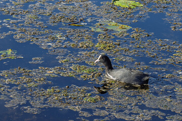 Blesshuhn (Fulica atra) auf Nahrungssuche im Federsee