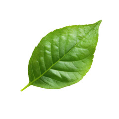 Obraz premium Close-up of a vibrant green leaf, exhibiting distinct veins and a slightly pointed tip. Healthy foliage on a black background