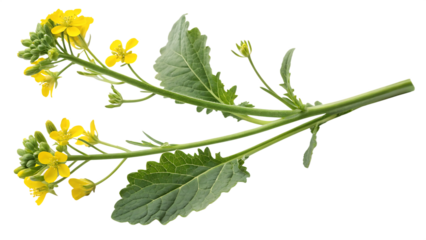 sprig of fresh rapeseed isolated on white background PNG