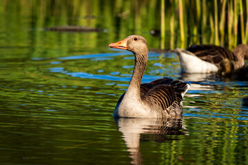 goose on the water