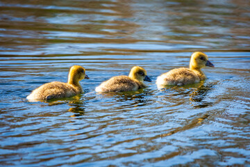 family of ducks
