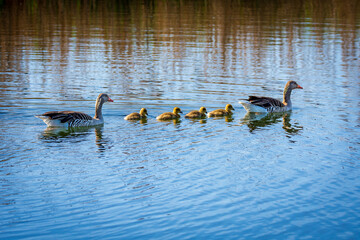 family of ducks
