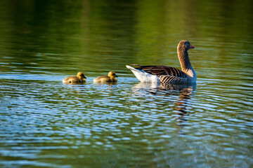 duck and ducklings