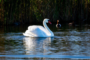swans in the lake