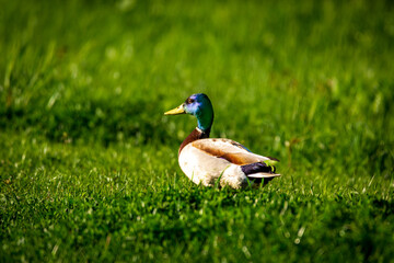 duck on the grass