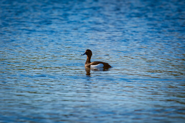 ducks in the lake