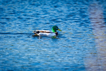 ducks in the lake
