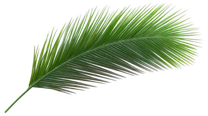 Obraz premium Palm Leaf with Detailed Texture Isolated on White Transparent Background