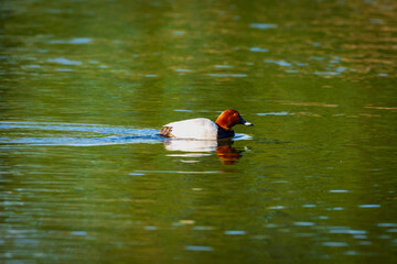 duck on lake