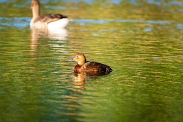 duck and ducklings