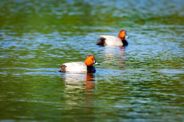 duck in the water