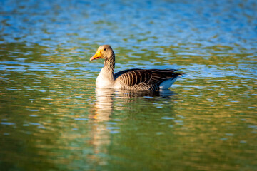 goose on the water