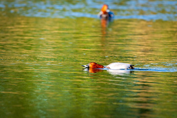 ducks in the lake