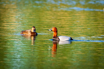 duck in the water