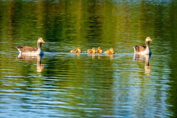 gooses