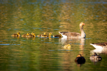 family of ducks
