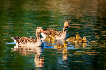 canada goose family