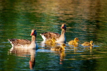 canada goose family