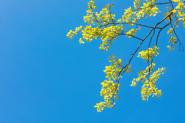Tree Branch with Spring Leaves against Clear Blue Sky