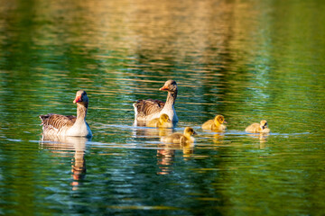 ducks on the lake