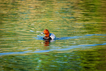 duck in the water