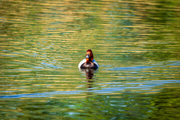 duck
