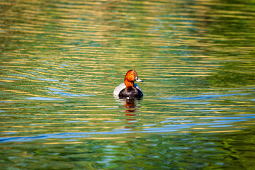 duck in the water