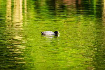 duck on the lake