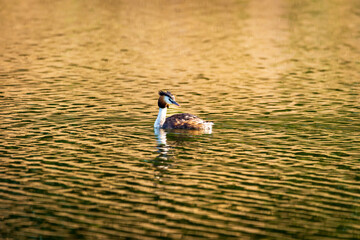 duck on the lake