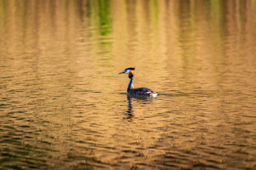 grebes