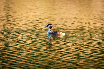 grebes