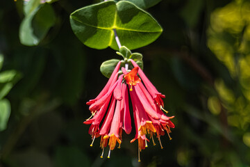 Close-Up of Lonicera sempervirens (Coral Honeysuckle) Blossoms with Bright Red and Orange Petals.