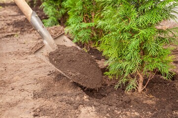 A shovel carefully plants a small thuja occidentalis, promising vibrant growth to a garden.