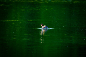 grebes