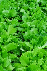 A healthy vibrant green lettuce field fills the frame with rows of delicious produce.