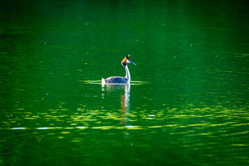 grebes