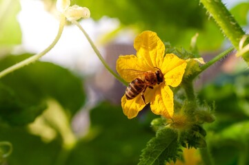 A honeybee diligently collects pollen from a bright yellow cucumber blossom on a sunny day.