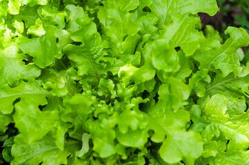 A vibrant close-up shows curly, fresh green lettuce leaves growing in a healthy garden.