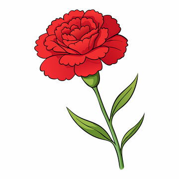 red carnation flower on white background clip art preview