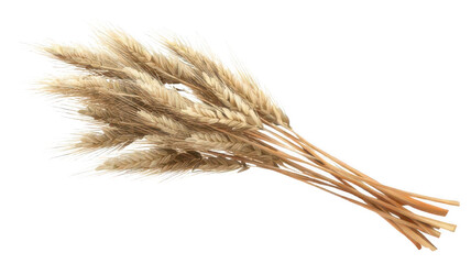 Wheat Stalks Bundle in Realistic Detail Isolated on White Transparent Background